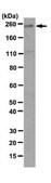 Anti-Plexin-A3 Antibody, clone 18A9.2 clone 18A9.2, from mouse
