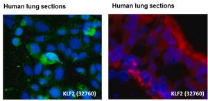Anti-KLF2 affinity isolated antibody