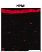 Anti-NPM1 (AB1) antibody produced in rabbit IgG fraction of antiserum