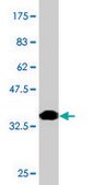 Monoclonal Anti-SP110 antibody produced in mouse clone 8C8, purified immunoglobulin, buffered aqueous solution