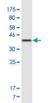 Monoclonal Anti-TRAK1 antibody produced in mouse clone 1C5, ascites fluid