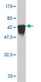 ANTI-FLI1 antibody produced in mouse clone 2D6, purified immunoglobulin, buffered aqueous solution