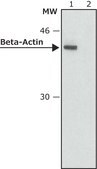 抗生物素蛋白碱性磷酸酶 buffered aqueous solution