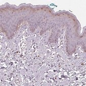 Anti-HOPX antibody produced in rabbit Prestige Antibodies&#174; Powered by Atlas Antibodies, affinity isolated antibody, buffered aqueous glycerol solution