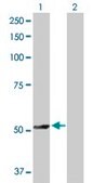 Anti-TRAF4 antibody produced in rabbit purified immunoglobulin, buffered aqueous solution