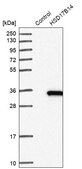 Anti-HSD17B14 antibody produced in rabbit Prestige Antibodies&#174; Powered by Atlas Antibodies, affinity isolated antibody, buffered aqueous glycerol solution