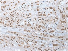 Anti-NELFA affinity isolated antibody