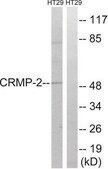 Anti-CRMP-2 antibody produced in rabbit affinity isolated antibody