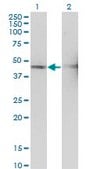 Monoclonal Anti-TSSC1 antibody produced in mouse clone 2H5, purified immunoglobulin, buffered aqueous solution