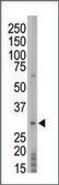 Anti-PRPK (center) antibody produced in rabbit IgG fraction of antiserum, buffered aqueous solution