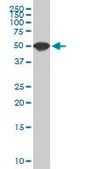 Monoclonal Anti-SPG3A antibody produced in mouse clone 1B9, purified immunoglobulin, buffered aqueous solution