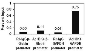 ChIPAb+乙酰组蛋白H3(Lys4) - ChIP免疫沉淀验证抗体和引物试剂套装 from rabbit, purified by affinity chromatography