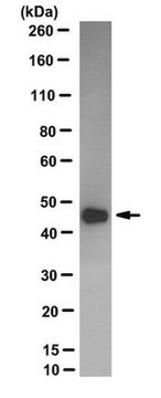 Anti-ERK1/MAPK3 Antibody, CT Antibody, clone UP-158-22-3-10 culture supernatant, clone UP-158-22-3-10, from rabbit