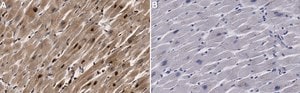 Anti-SHP2 Antibody, clone 3B17 ZooMAb&#174; Rabbit Monoclonal recombinant, expressed in HEK 293 cells