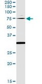 Monoclonal Anti-OXSR1 antibody produced in mouse clone 1F6, purified immunoglobulin, buffered aqueous solution
