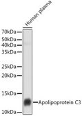 Anti-Apolipoprotein C3 Antibody, clone 3T7Y5, Rabbit Monoclonal