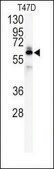 Anti-CAMK2γ (C-term) antibody produced in rabbit IgG fraction of antiserum, buffered aqueous solution