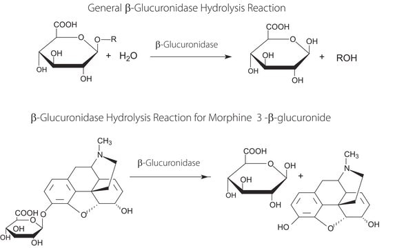 &#946;-Glucuronidase from abalone lyophilized powder, &#946;-glucuronidase &#8805;1,500,000&#160;units/g solid