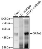 Anti-GATA3 Antibody, clone 6V3Z4, Rabbit Monoclonal
