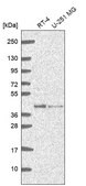 Anti-GMPR2 antibody produced in rabbit Prestige Antibodies&#174; Powered by Atlas Antibodies, affinity isolated antibody