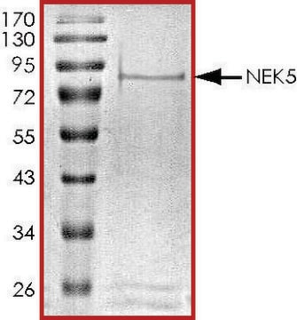 NEK5, active, GST tagged human PRECISIO&#174;, recombinant, expressed in baculovirus infected Sf9 cells, &#8805;70% (SDS-PAGE), buffered aqueous glycerol solution