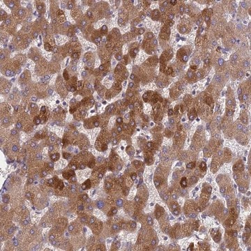 Anti-ORM1 antibody produced in rabbit Prestige Antibodies&#174; Powered by Atlas Antibodies, affinity isolated antibody, buffered aqueous glycerol solution