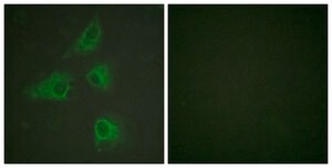 Anti-DRP-2 antibody produced in rabbit affinity isolated antibody