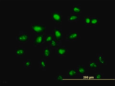 Monoclonal Anti-ZNF136 antibody produced in mouse clone 5E9, purified immunoglobulin, buffered aqueous solution