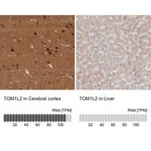 Anti-TOM1L2 antibody produced in rabbit Prestige Antibodies® Powered by Atlas Antibodies, affinity isolated antibody, buffered aqueous glycerol solution, Ab2