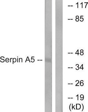 Anti-Serpin A5 antibody produced in rabbit affinity isolated antibody