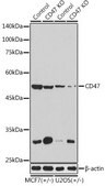 Anti- CD47 antibody produced in rabbit