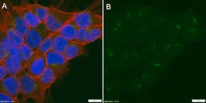 Anti-EBAG9 Antibody, clone 1N15 ZooMAb&#174; Rabbit Monoclonal recombinant, expressed in HEK 293 cells