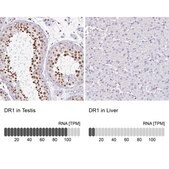 Anti-DR1 antibody produced in rabbit Prestige Antibodies&#174; Powered by Atlas Antibodies, affinity isolated antibody, buffered aqueous glycerol solution