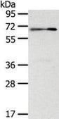 Anti-SIGLEC12 affinity isolated antibody