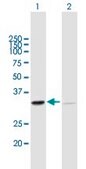 Anti-SFXN1 antibody produced in mouse purified immunoglobulin, buffered aqueous solution