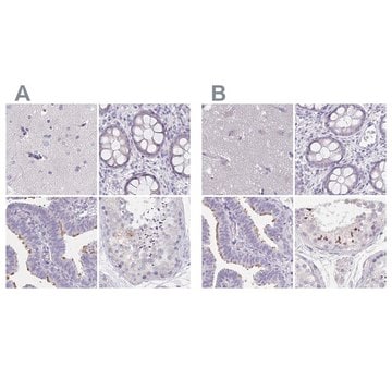 Anti-CFAP74 antibody produced in rabbit Prestige Antibodies® Powered by Atlas Antibodies, affinity isolated antibody, buffered aqueous glycerol solution, ab3