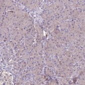 Anti-FAM173A antibody produced in rabbit Prestige Antibodies&#174; Powered by Atlas Antibodies, affinity isolated antibody, buffered aqueous glycerol solution
