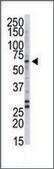 Anti-SPTLC2 (C-term) antibody produced in rabbit IgG fraction of antiserum, buffered aqueous solution