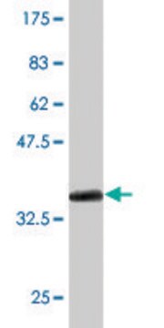 Monoclonal Anti-SLC4A8 antibody produced in mouse clone 1G10, purified immunoglobulin, buffered aqueous solution