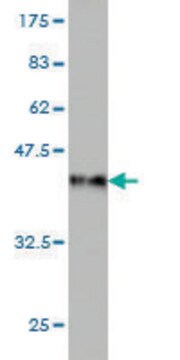 Monoclonal Anti-USP4 antibody produced in mouse clone 5E12, purified immunoglobulin, buffered aqueous solution