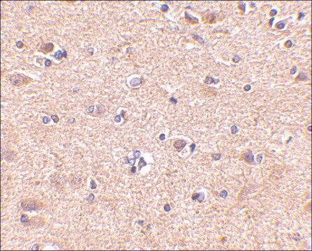 Anti-VGF antibody produced in rabbit affinity isolated antibody, buffered aqueous solution