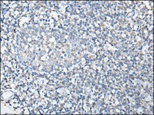 Anti-SPTA1 affinity isolated antibody