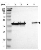 Anti-DNAJB12 antibody produced in rabbit Prestige Antibodies&#174; Powered by Atlas Antibodies, affinity isolated antibody, buffered aqueous glycerol solution