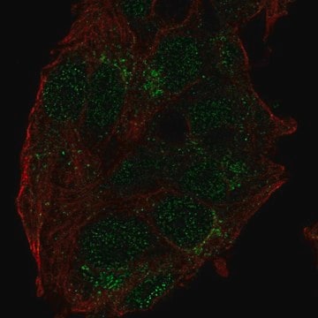 Anti-USP27X antibody produced in rabbit Prestige Antibodies&#174; Powered by Atlas Antibodies, affinity isolated antibody