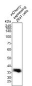Alpaca Anti-mCherry, recombinant single domain Antibody Recombinant Alpaca(VHH) Nano antibody