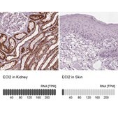 Anti-ECI2 antibody produced in rabbit Prestige Antibodies&#174; Powered by Atlas Antibodies, affinity isolated antibody, buffered aqueous glycerol solution