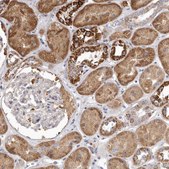 Anti-FMO2 antibody produced in rabbit Prestige Antibodies® Powered by Atlas Antibodies, affinity isolated antibody, buffered aqueous glycerol solution