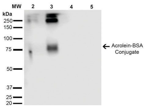 Monoclonal Anti-Acrolein-Allophycocyanin antibody produced in mouse clone 2H2