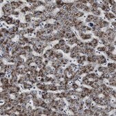 抗-ACAA1 兔抗 Ab2, Prestige Antibodies&#174; Powered by Atlas Antibodies, affinity isolated antibody, buffered aqueous glycerol solution