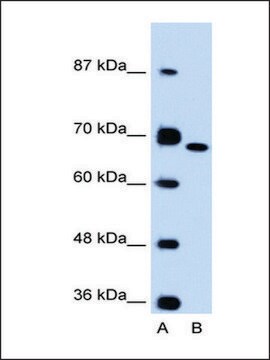 Anti-FN1 antibody produced in rabbit affinity isolated antibody